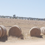 Fodder shortage causes concern among farmers