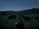 Until now, the solar-powered, GPS-enabled collars system depended on Halter’s proprietary LoRa (long-range) radio towers on farms. Photo Credit: Halter