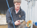 Luke Gilbert clips the topknot of a 10-month old heifer on the family stud, Glenalla, near Winchmore in Mid-Canterbury.