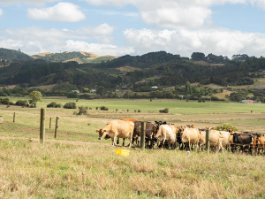 Some cows may look fine, while the true damage shows up months later as more late calvers and higher empty rates.