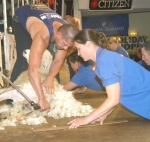 Wool clean-up worth millions