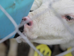 A calf should drink at least 2L of fresh colostrum during the first six hours of life.