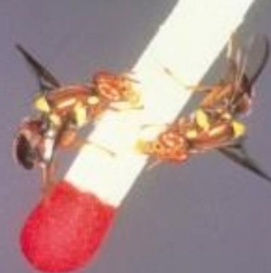 Another Queensland fruit fly found