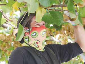 The country&#039;s kiwifruit harvest is now largely completed.