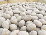 Potatoes NZ chair Paul Olsen has dismissed claims that there is a shortage of potatoes in the country.