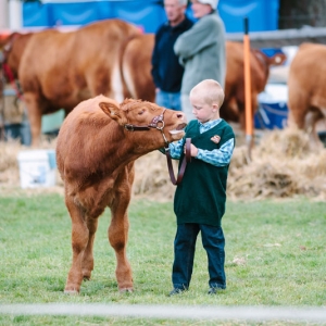 Jake Eden, 6, with his South Devon calf Java Jade. (photo by Jodie Rainsford)