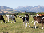 Farmed livestock and dogs can be vaccinated against leptospirosis.