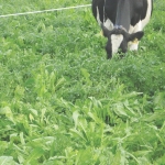 Increased options with mixed pasture