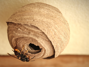 Biosecurity NZ urges vigilance for yellow-legged hornets