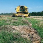 Weather wrecks ryegrass hopes