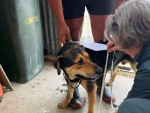 Henry getting measured by NS Vet Jill MacGibbon on Waipuna a Pāmu farm in Southland. 