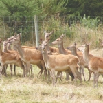 Feed hinds well during lactation.