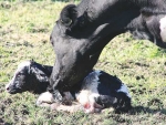 A transition cow system helps the animal from being dry to coming back into lactation.