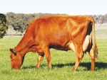 Australia boasts the first feed efficiency breeding value in the world.