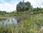The team carried out in-depth investigations in the Piako River headwater and Waitapu Stream catchments.