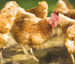 Bird flu &#039;unlikely to have trade impact&#039;