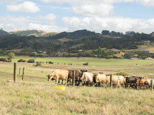 Mineral supplementation helps keep the herd resilient under stress.