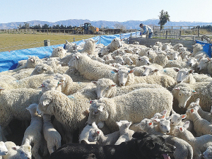 Heavily in-lamb ewes carrying multiple lambs need to have a minimum of 1400kgDM/ha of pasture underfoot at any stage to optimise their dry matter intake.