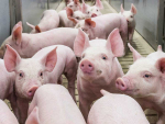 US farmers say without government assistance, pigs may soon need to be culled on farms as there will be no room for them in pork plants.