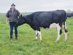 Alex King says he’s still a stalwart of the Holstein Friesian breed.