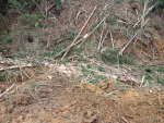 Illegal stream crossing: Slash and spoil damming a tributary of the Waitaheke Stream. Photo/Supplied.