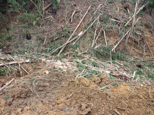 Forestry company fined $112,500 for evironmental breaches near Waihi