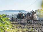 Managing blood pH pre-calving ‘can be a gamechanger’
