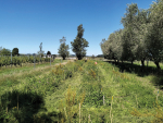 Closing the Loop: Carbon Amendments &amp; Vineyard Soils