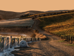 Single Vineyard Wines Rise as New Zealand Redefines Its Modern Wine Industry