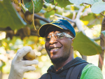 The RSE scheme enables workers from the Pacific to come to NZ for six or seven months for harvest and pruning.