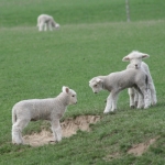 Dry to bite lamb crop