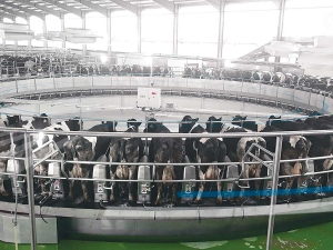 GEA has installed its DairyRotor T8900 on a Chinese farm milking 10,000 cows.