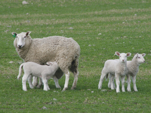 Supplements needed for multi-lamb ewes
