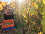 Harvesting Pyramid Valley’s Lion’s Tooth Chardonnay in Waikari. Photo Credit: Richard Brimer.