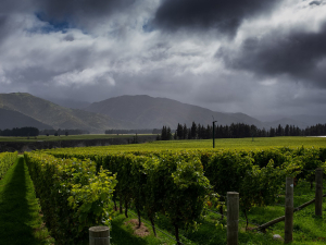 Tupari vineyard in early April 2025. Photo Credit: Glenn Thomas