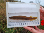 The Kōwaro or Canterbury Mudfish has been confirmed at the Somerset dairy farm south of Timaru. Photo Credit: Department of Conservation.