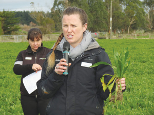 Laura Keenan, DairyNZ says plantain is not new to dairy cows.