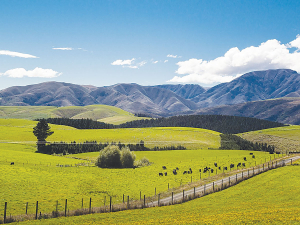 NZ Rural Land Company Lifts Annual Profit in 2025