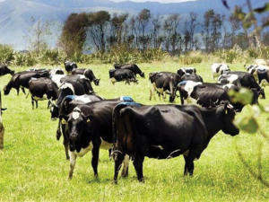 TB plan review to focus on possum hot spots