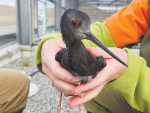 Protecting native birds from avian influenza